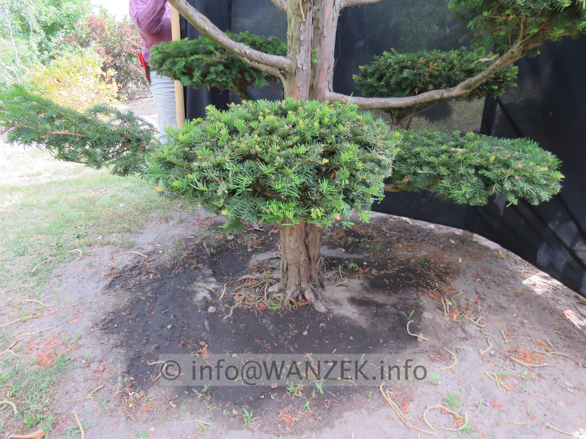 Taxus baccata Dovastoniana Bonsai 08.JPG